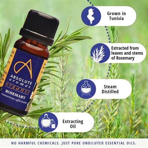 Organic Rosemary Essential Oil | Aromas Rosemary Oil Price