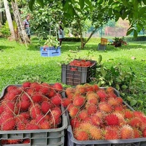 Rambutan N18 Budded Hybrid Fruit Live Plant – Early Fruiting Exotic ...