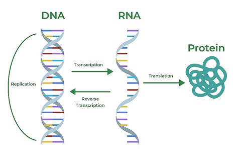 Transcription, Genetic Code and Translation - Biology Class 12 - NEET ...