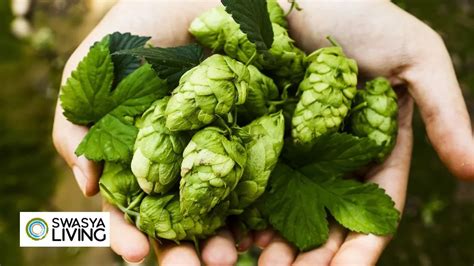 Hop Shoots Farming in India: Benefits, Drawbacks, Uses, Cost! - Swasya