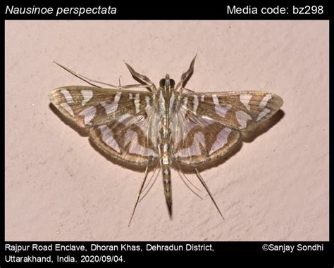 Nausinoe perspectata (Fabricius, 1775) - | Moths