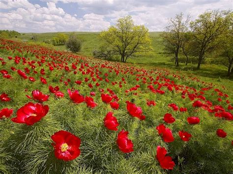 Top 10 Most Beautiful and Rarest Russian Flowers