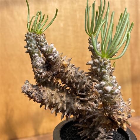 Tylecodon wallichii【チレコドン・ワリチー】 | RIMO'S GREEN 【Saboten & Succulent】