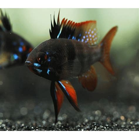BLACK RAM (RARE CICHLID) 1inch