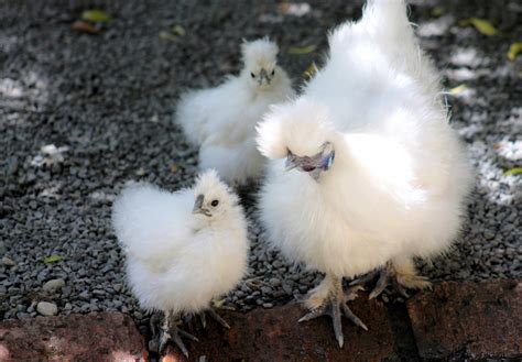 Fluffy Chicken Breeds