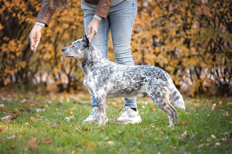Average Weight For Cattle Dog at Katina Woods blog