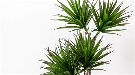 Wallpaper palm, plant, green, decorative, minimalism hd, picture, image