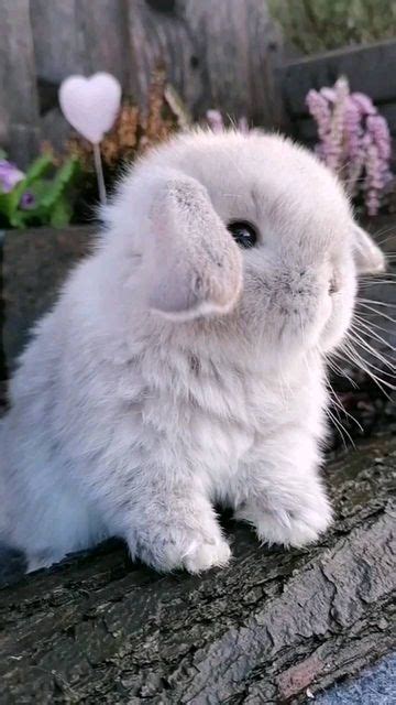 so cute😍 : r/babyanimals