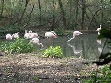 oasi pavia oasi di sant alessio parco ornitologico e faunistico oasi pavia oasi di sant alessio parco ornitologico e faunistico