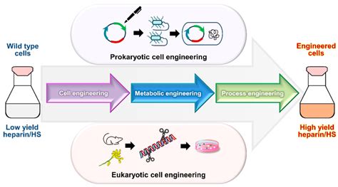 Bioengineering Processes 的图像结果