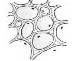 A plant tissue is observed under a microscope, as shown in the figure ...