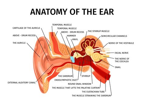 Perforated Ear Drum
