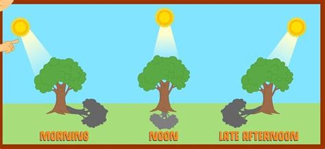 2. Draw the position of the sun and shadow of the tree for each given ...