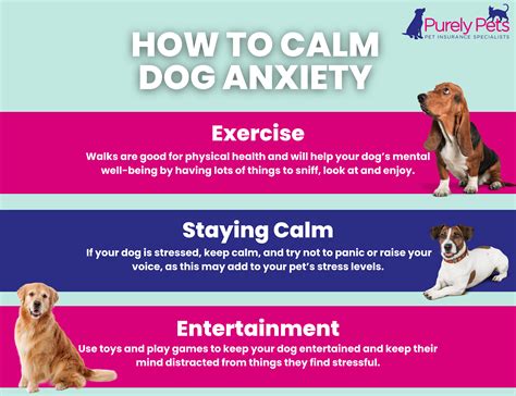 How to Calm an Anxious Dog: Proven Tips for Instant Relief - Vacuum ...