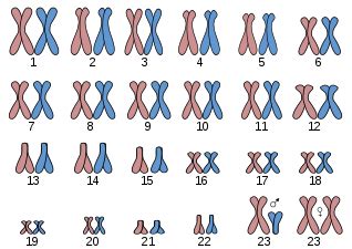 Image result for Research Code Sheet Example