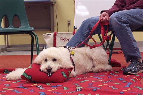 Paws With a Cause, East Shore Area Library, Harrisburg, February 12 ...