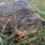 Snapping Turtle Age Chart 的图像结果