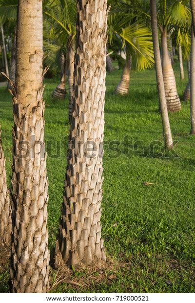 Image result for Date Palm Tree Trunk Rot
