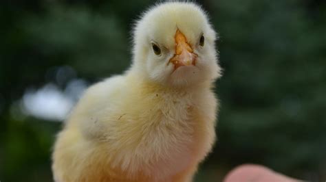 Chick Explodes 的图像结果