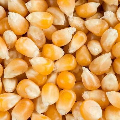 Yoders Traditional Large Yellow Kernel Popcorn USA India | Ubuy