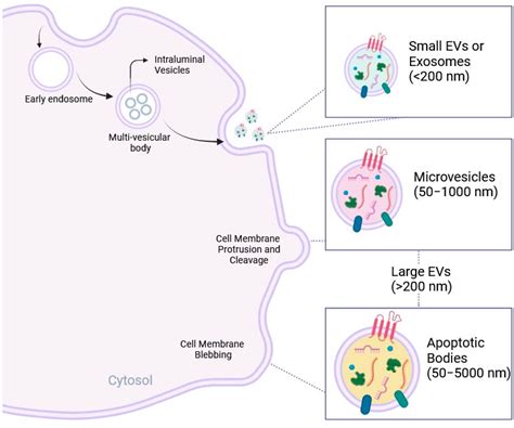 Evolving Strategies for Extracellular Vesicles as Future Cardiac ...