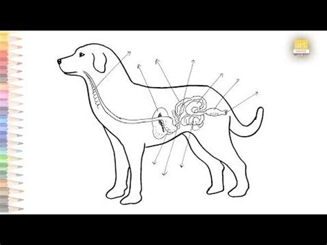 The Steps of a Dogs Digestive System 的图像结果