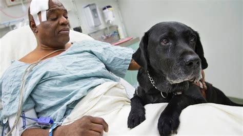 6 Brave Animals Who Saved Humans From The Clutches Of Death