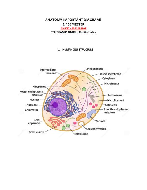 Anatomy Important Diagrams 1ST SEM - ANATOMY IMPORTANT DIAGRAMS 1 ST ...