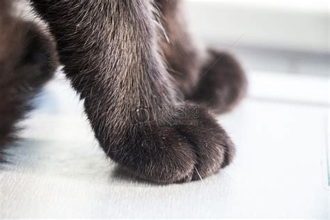 关于猫爪爪的8个冷知识，看你知道多少？ - 知乎