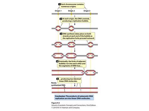 DNA Structure and Replication 的图像结果