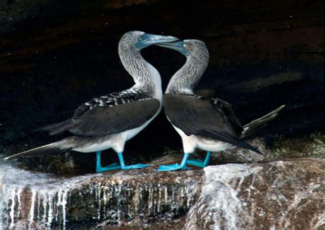 Types of Breeding in Animals - AnimalBehaviorCorner