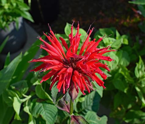 Bee Balm Flower Blossom - Free photo on Pixabay - Pixabay