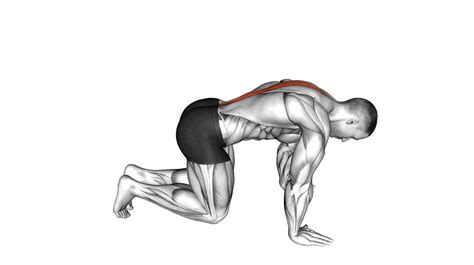 10 Glute Exercises With Bench: Maximizing Your Glute Strength And Tone - Workout Guru
