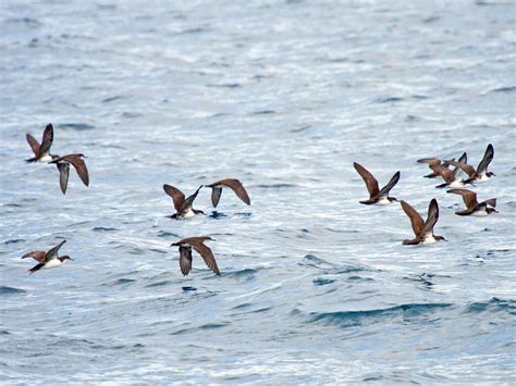 Galapagos Shearwater - eBird