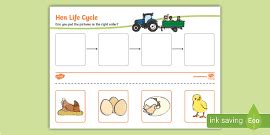 Chicken Life Cycle Worksheet (teacher made) - Twinkl