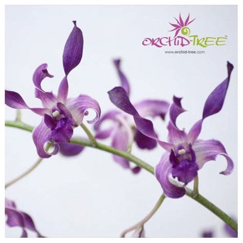 Beginner's Orchids – Orchid-Tree