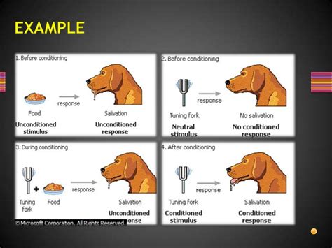 Image result for Second Order Pavlovian Conditioning Examples
