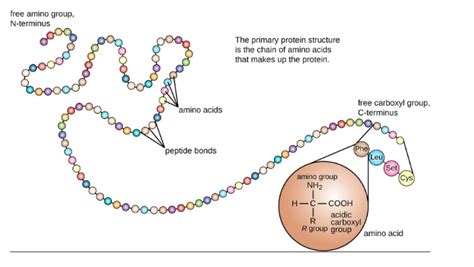 Types of Structure of Proteins : Primary, Secondary and Tertiary MCQ ...
