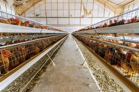 农村养鸡场的五种鸡舍建设方法