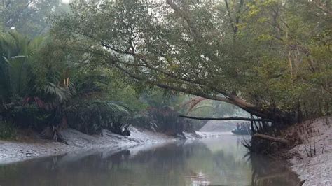 sunderban