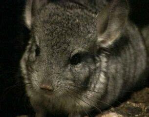 Vertaling 'chinchilla' – Woordeboek Engels-Navajo | Glosbe