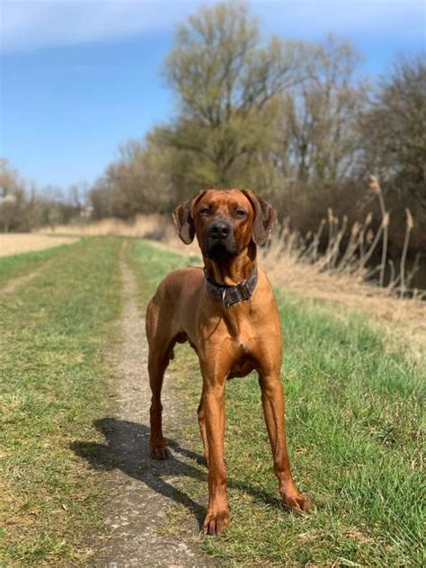 Rhodesian Ridgeback reinrassig in Hügelsheim | Tiere | Kleinanzeigen