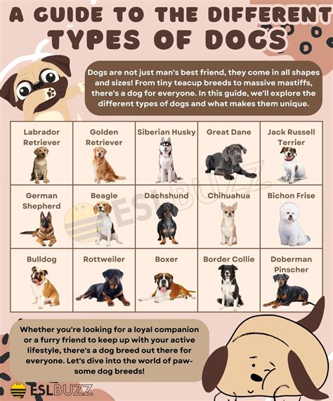 Image result for Different Types of Dogs