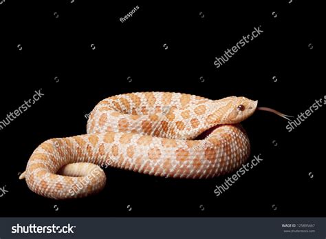 Pink Pastel Albino Western Hognose Snake ภาพสต็อก 125895467 | Shutterstock
