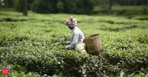 tea: Tea Mosquito Bug Crisis: Planters Association urges immediate ...