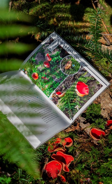 Image result for Foraging Guide