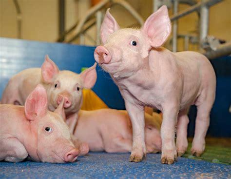 QS: Vergleichbare Standards auch für ausländische Ferkel | agrarheute.com