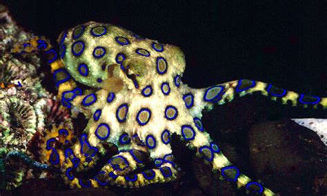 Image result for Blue-Ringed Octopus Attack
