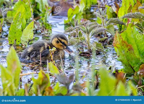 Newly Hatched Baby Mallard Duck in Choppy Water at Lake Edge in Pouring ...