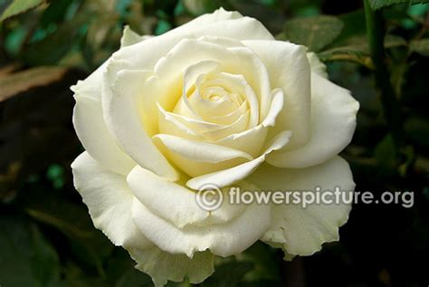 White roses-Varieties with Name